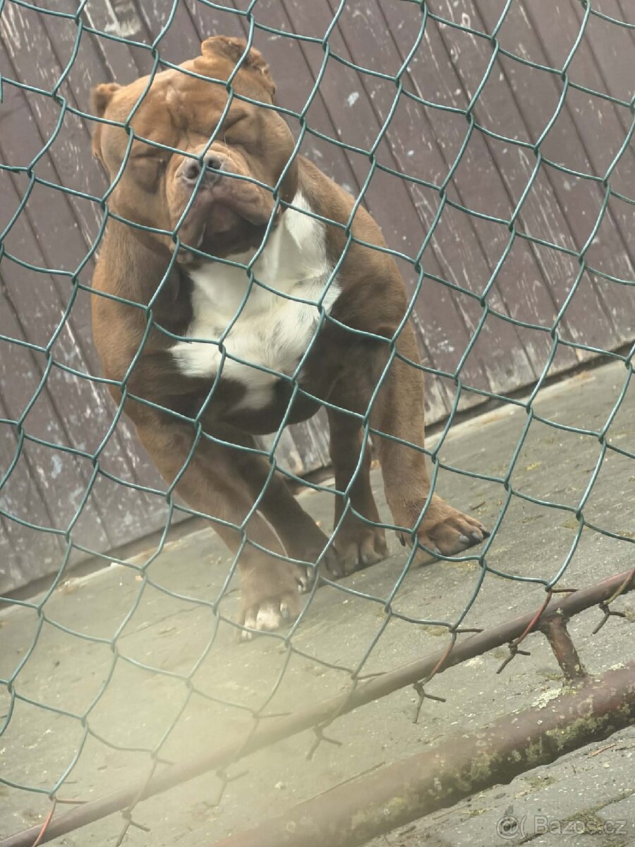 American Bully extrem s PP - 2