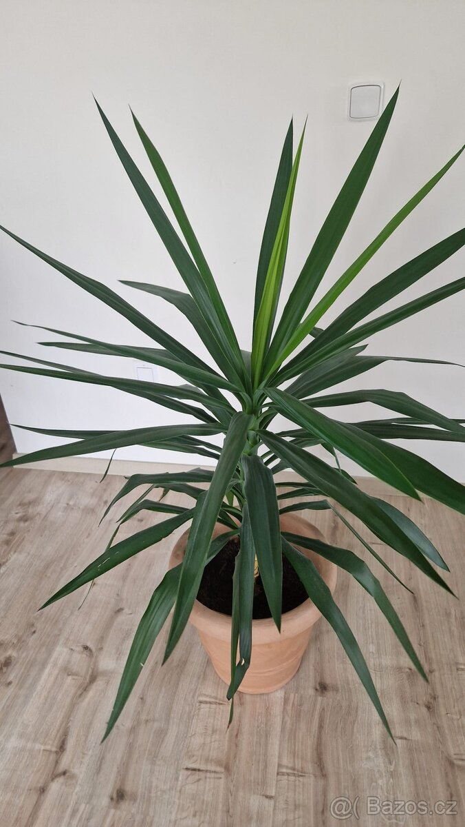 Domácí květina Juka - 2