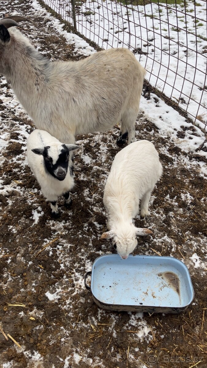 Kozlata holandské zakrslé - 2