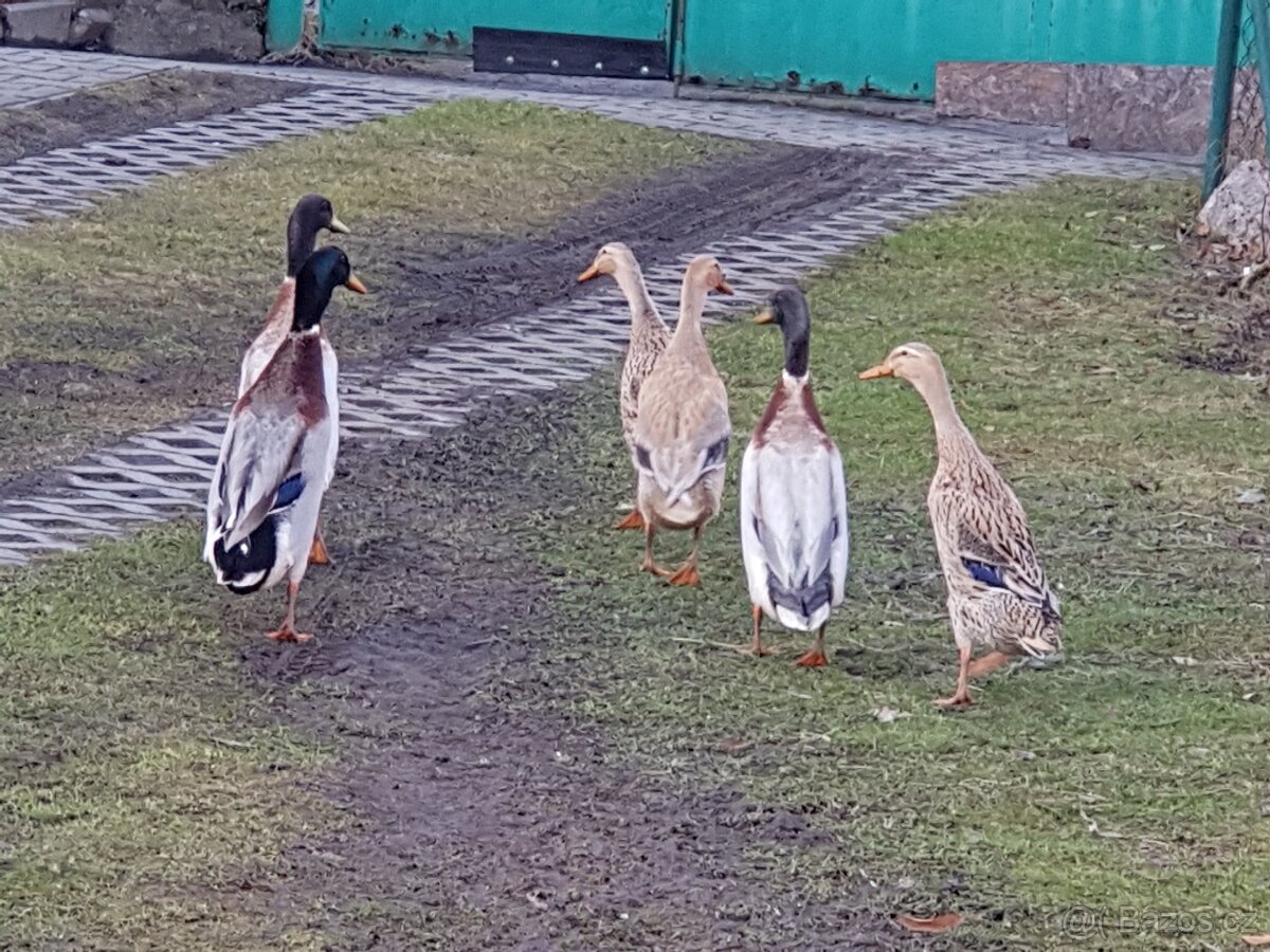 Indický běžec - 2