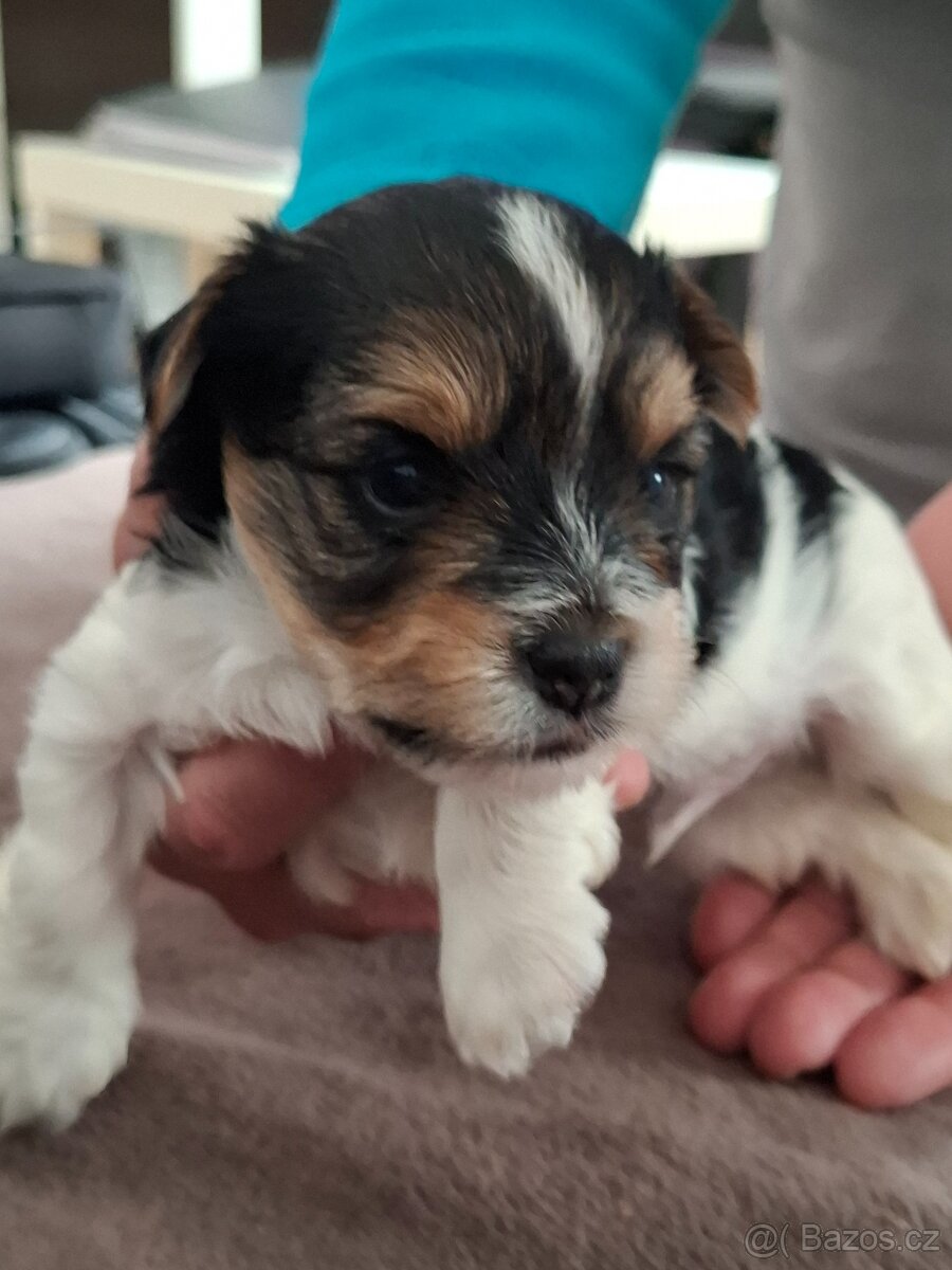 Biewer terrier s PP chlapeček - 2
