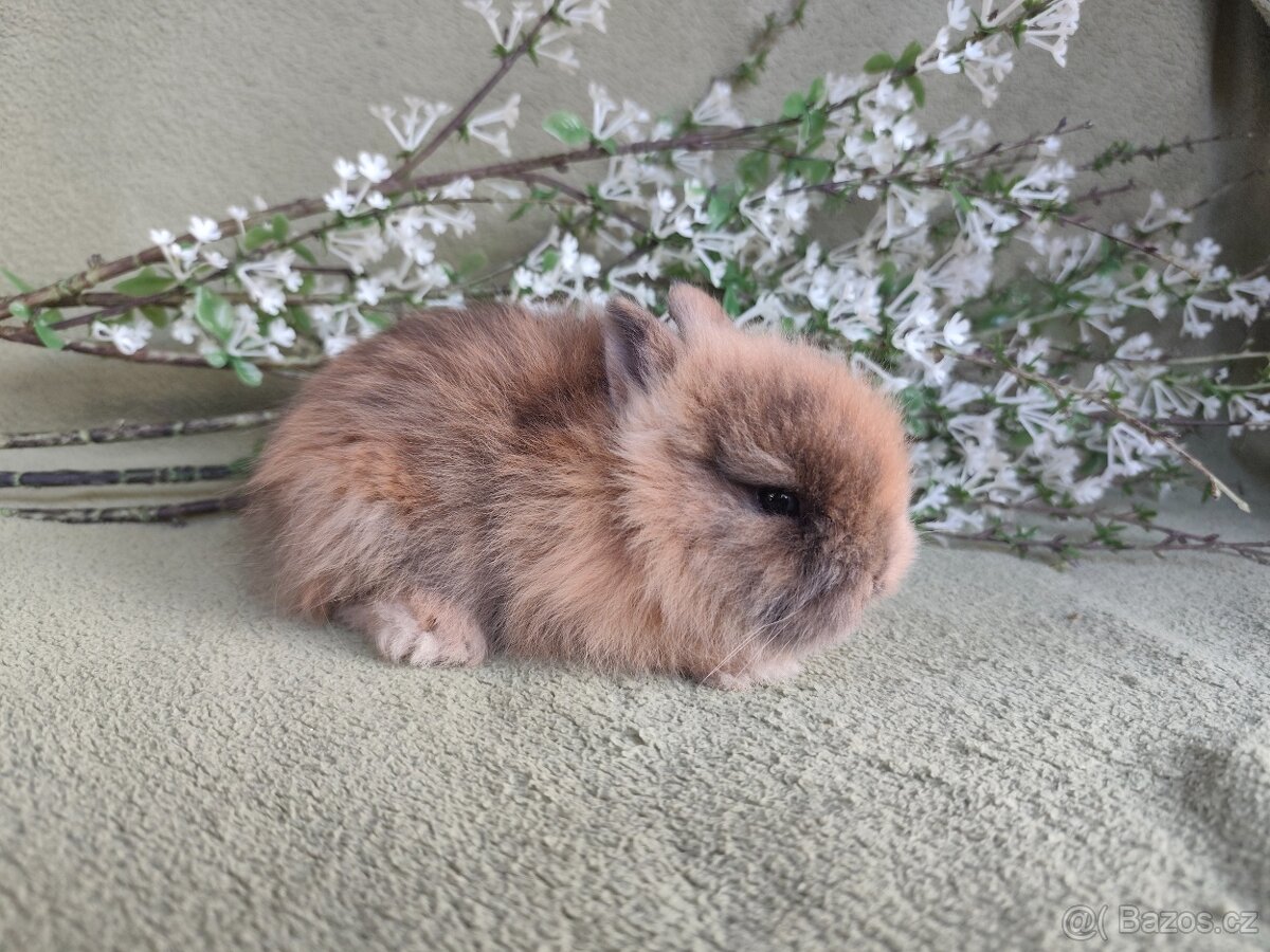 Krásný Teddy sameček s VP - 2