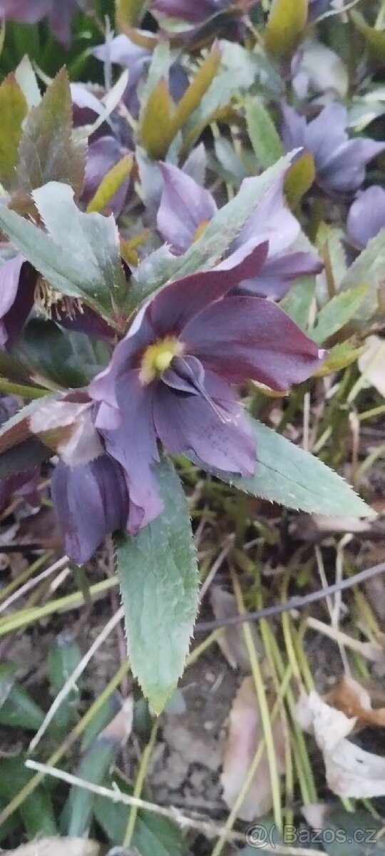 Bergenie, čemeřice - 2