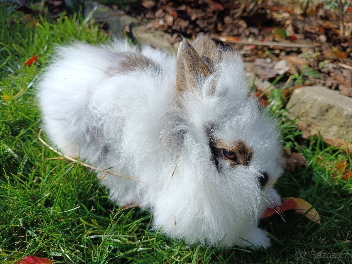 Zakrslý králík - 2