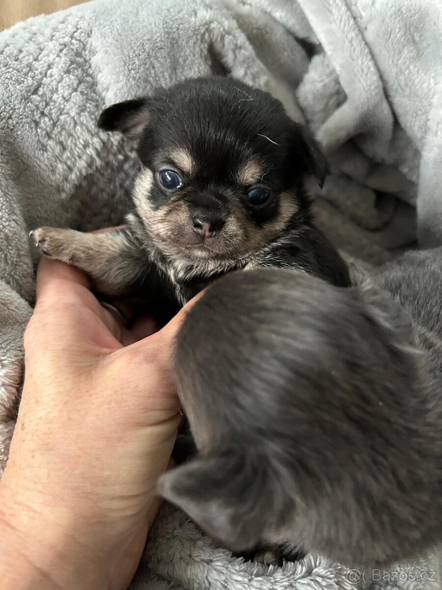 Čivava - modrá a černá - 2