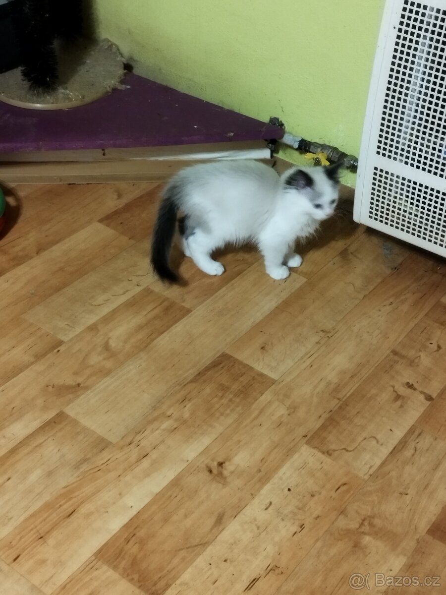 Prodej koťátek radgol - 2