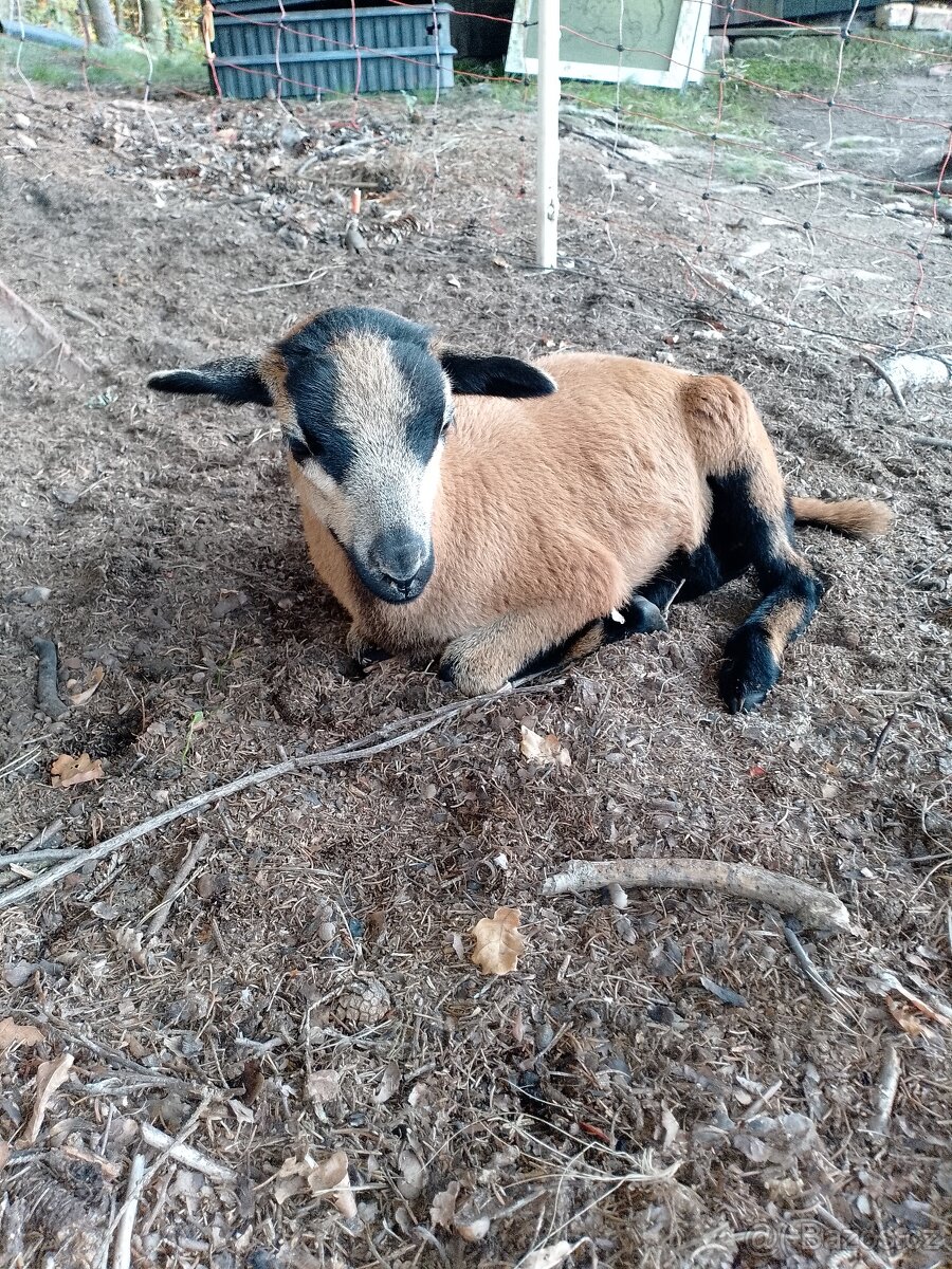 Kamerunský beran - 2