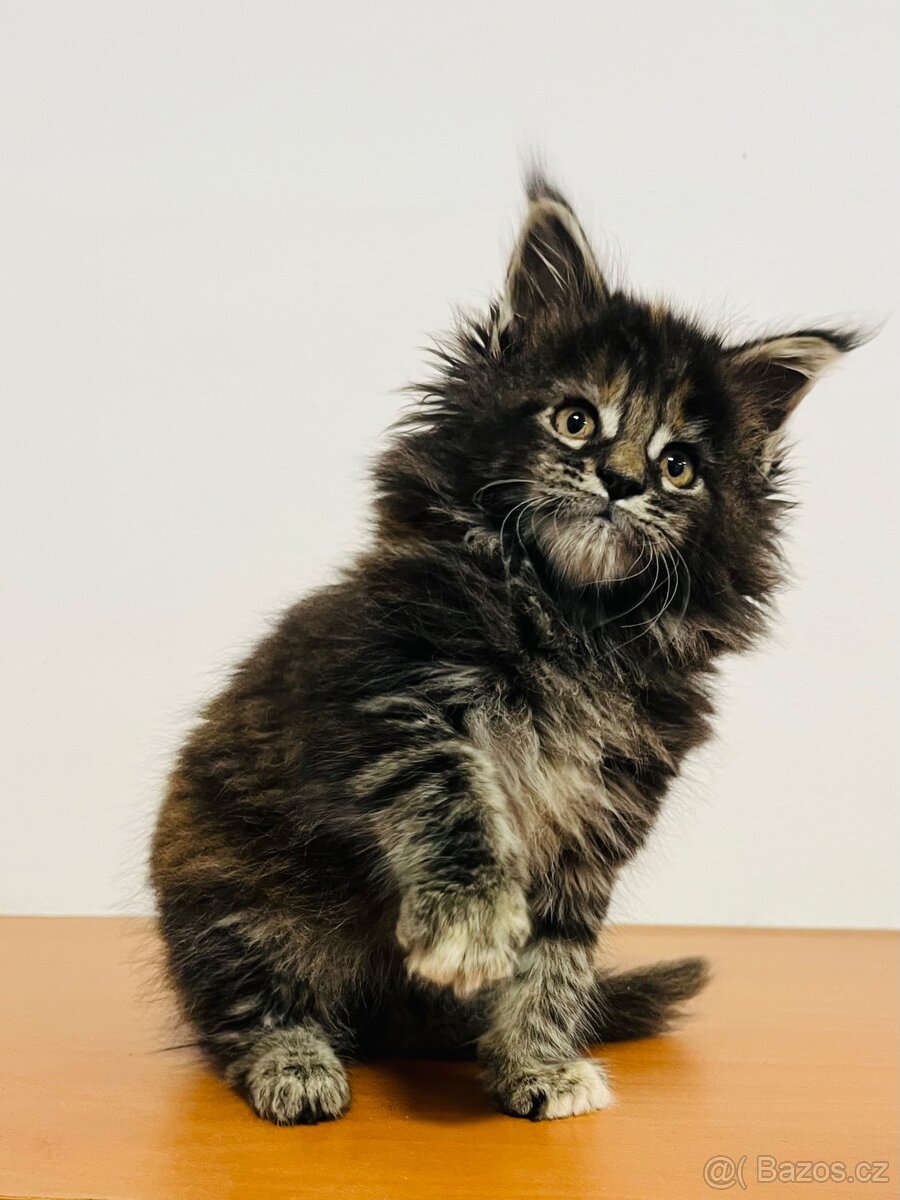 Mainská mývalí bez pp - 2