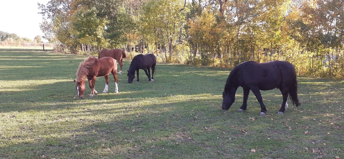 Pronájem, ježdění na koních - 2