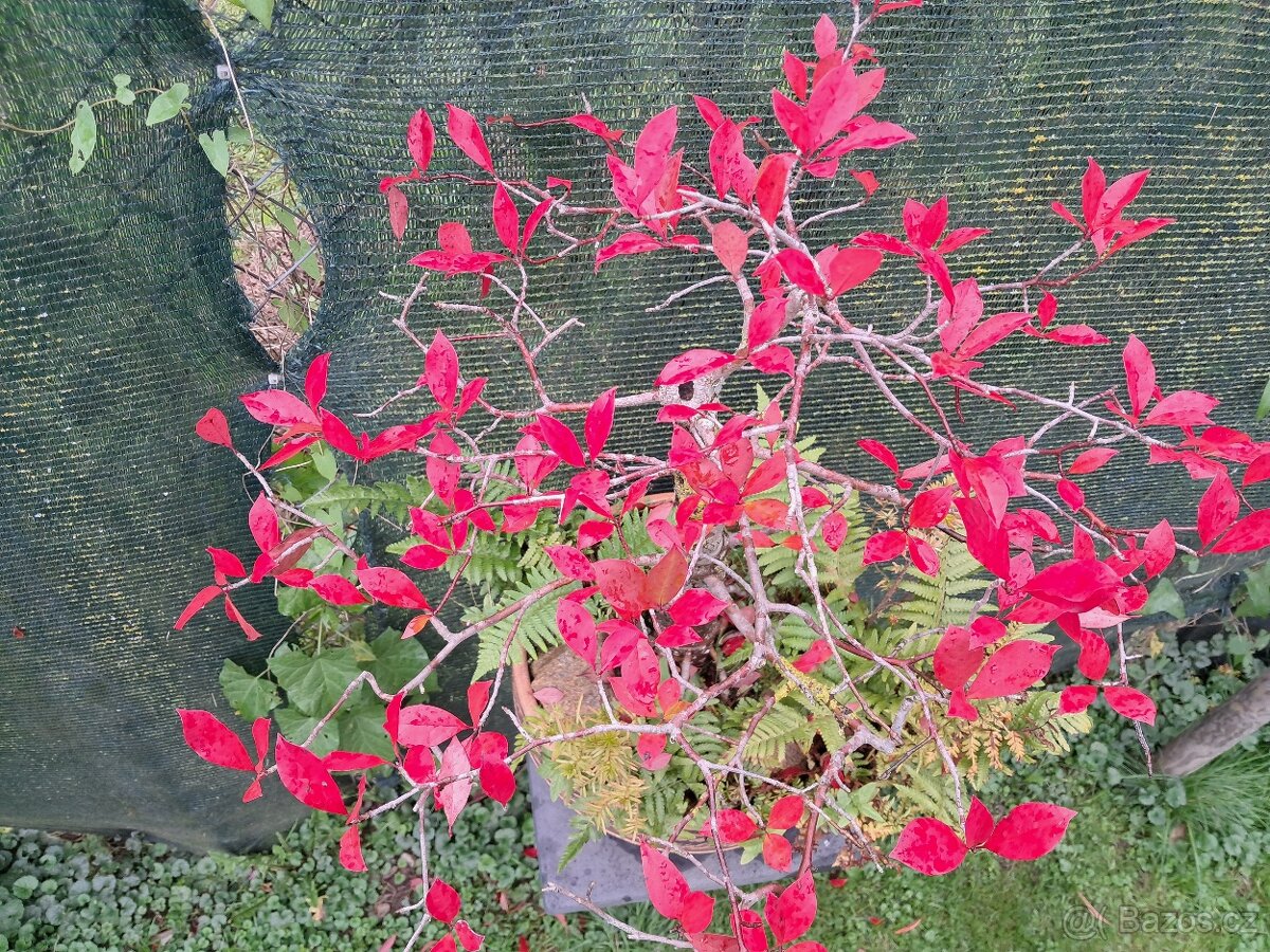 Bonsaj,bonsai Tupela Lesni - 2