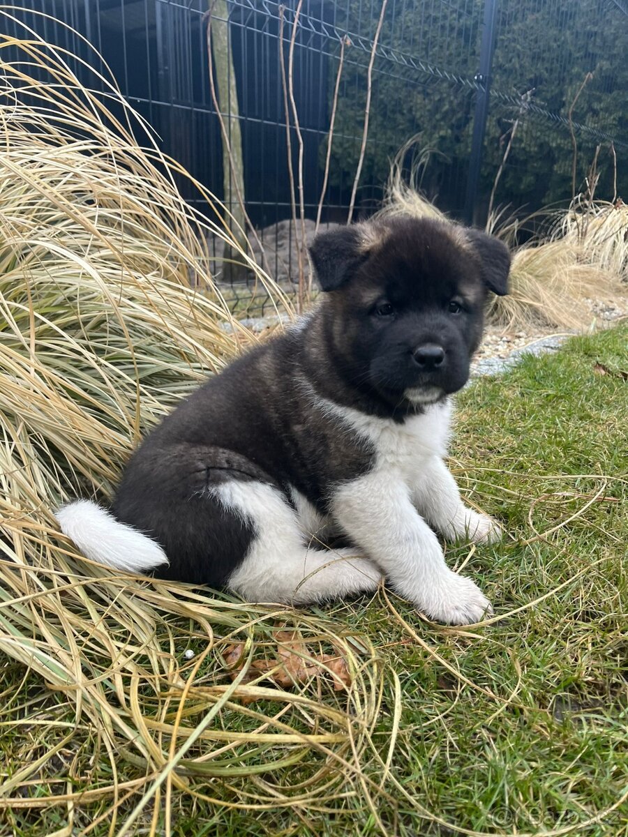 Americka Akita - 2