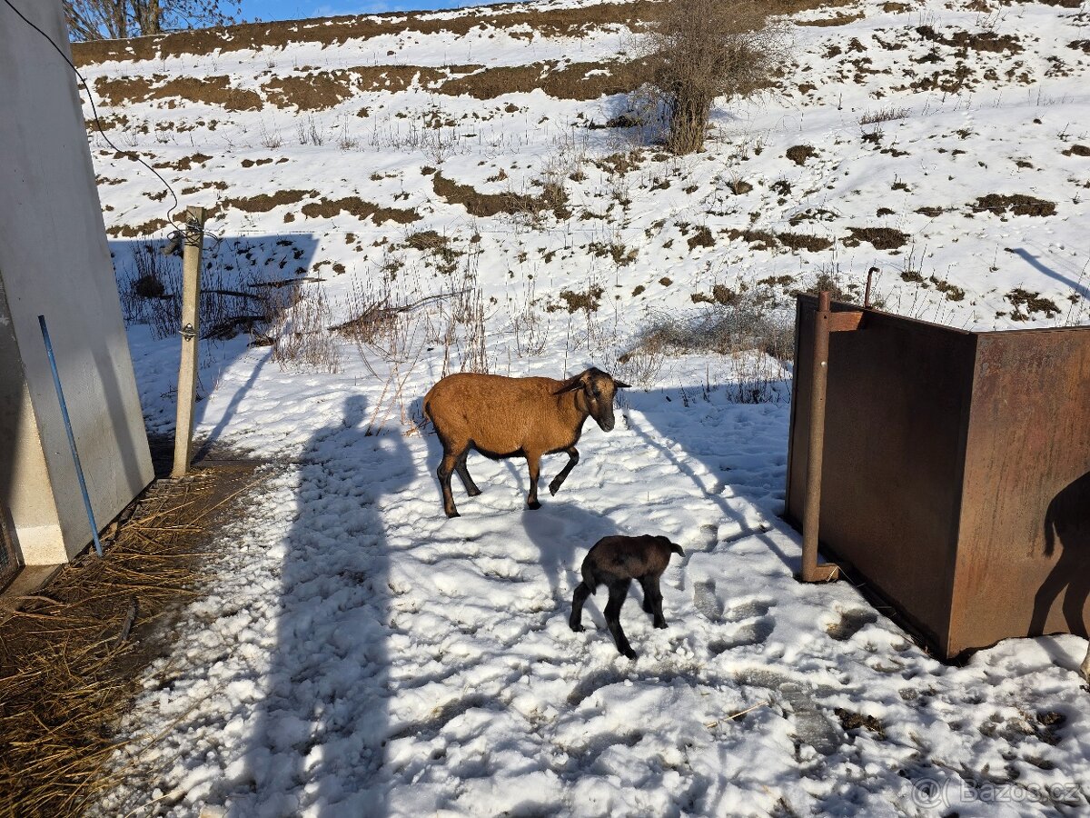 Kamerunské ovce - 2