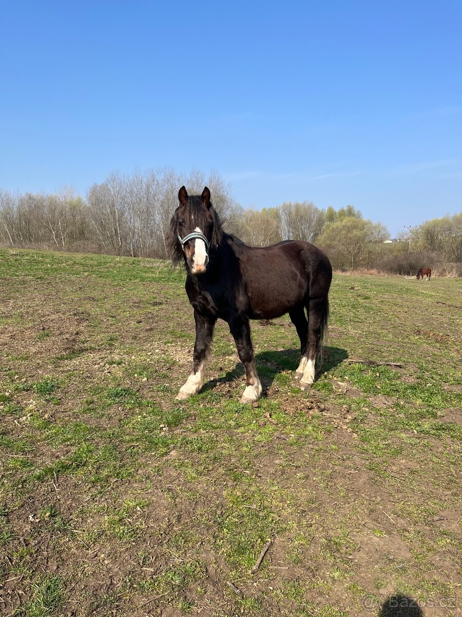 Prodám Welsh-Cob typu C - 2