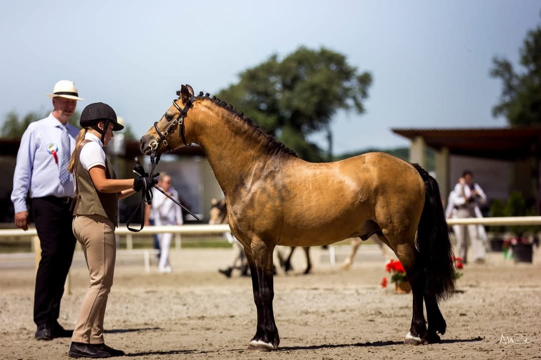 Připouštění Welsh part Bred - 2