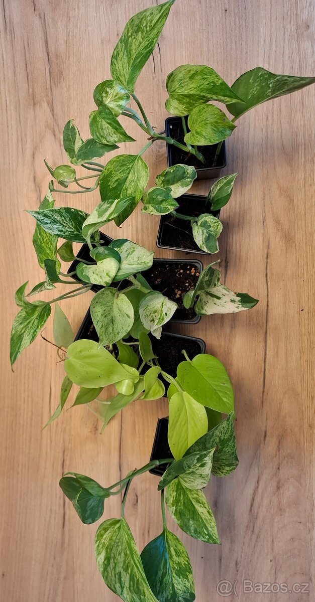 Epipremnum - 2