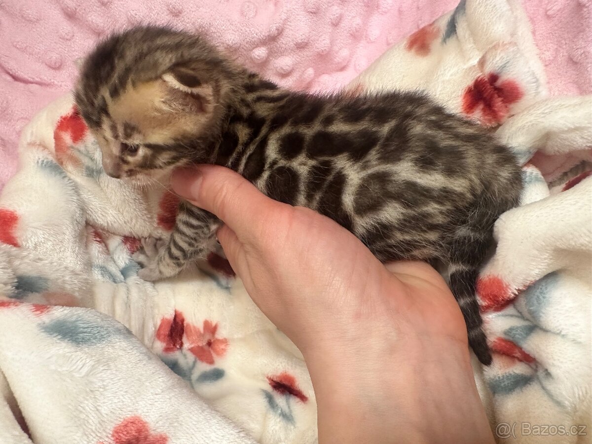 Bengálská kočka - 2
