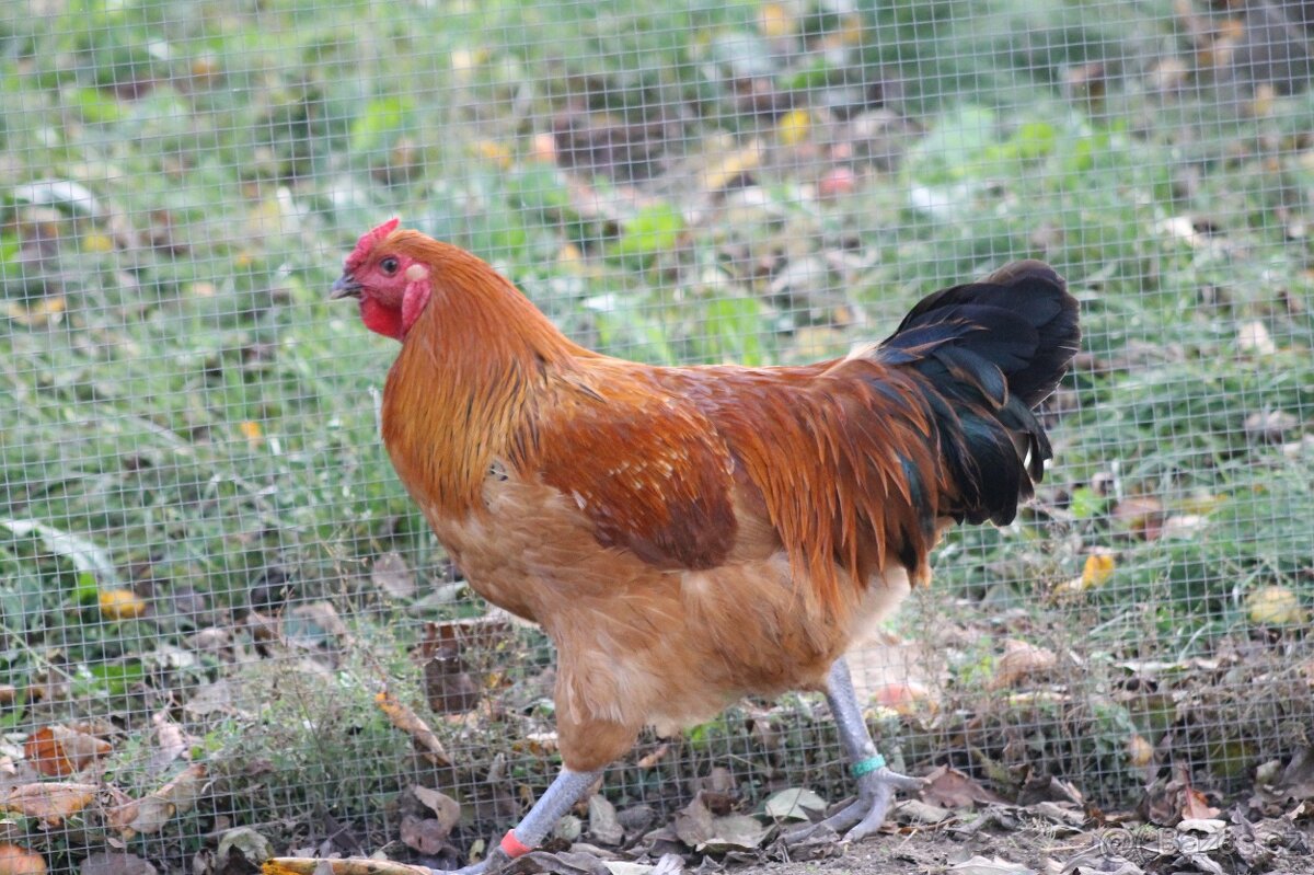 Kohout šumavanky - 2