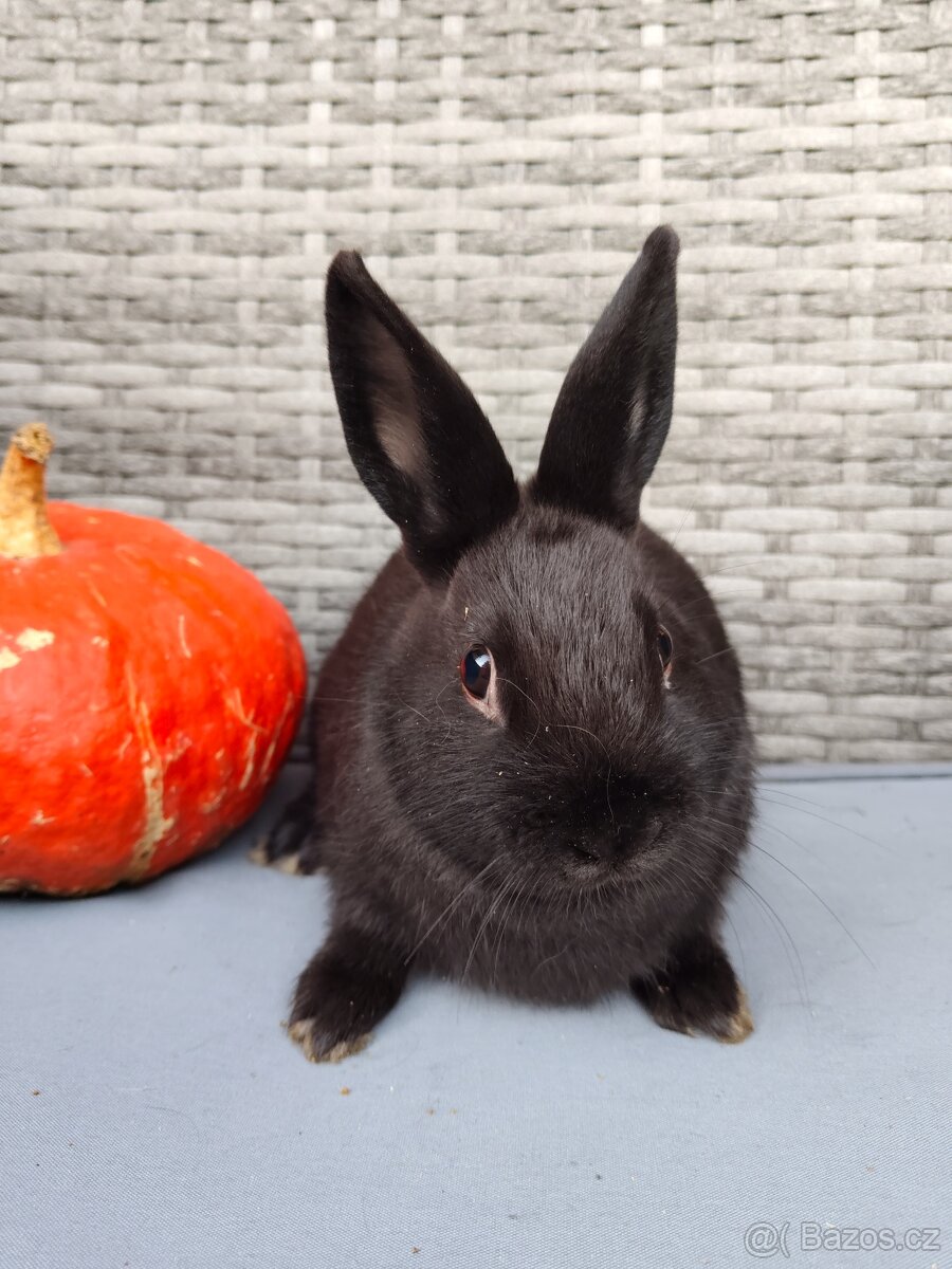 Zakrslý králík, králíček, standart, samička, černá - 2