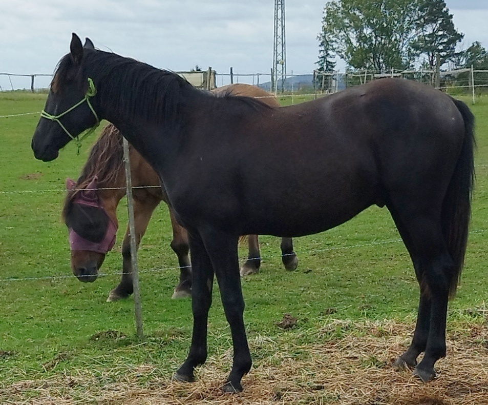 Lusitano x Welsh B - 2