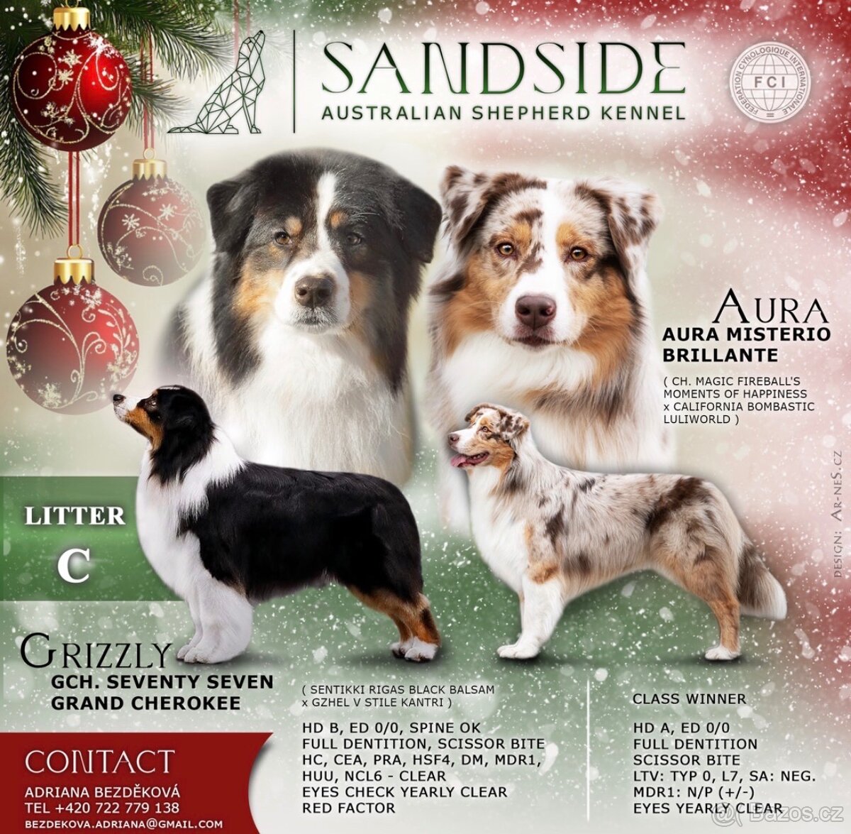 Australský ovčák s průkazem původu - 2