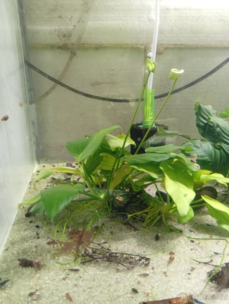 Prodám přebytky akvarijních rostlin - 2