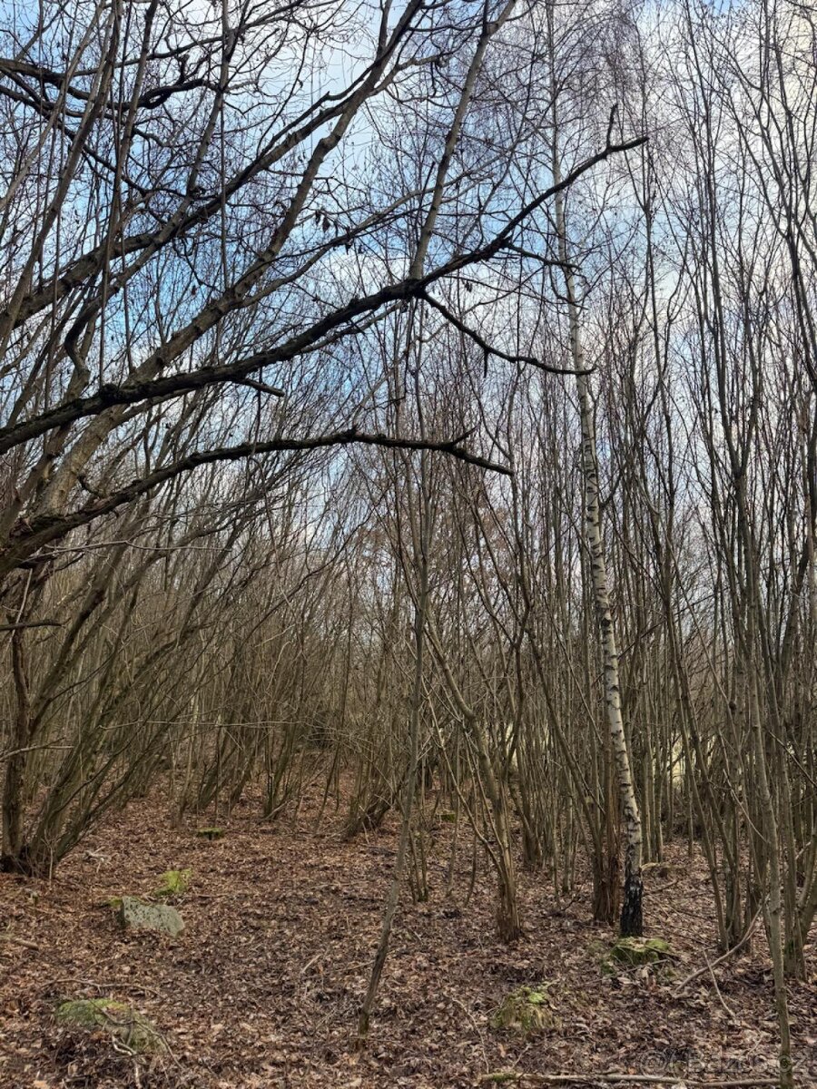 Prodej lesního pozemku v k.ú. Kolinec - 2