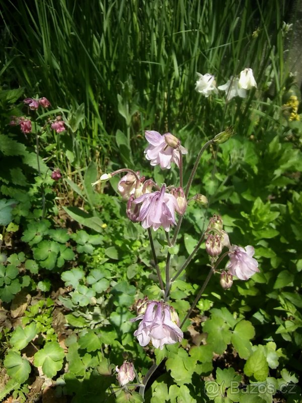 Orlíček - semena, odkopky - mix barev - 2