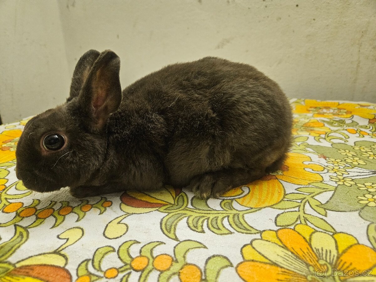Zakrslý králíček - 2