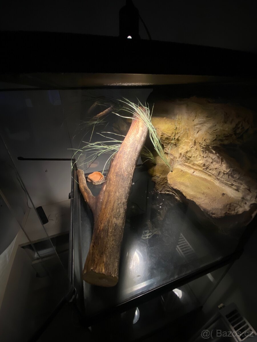 Terarium repti planet 60c45x45 - 2