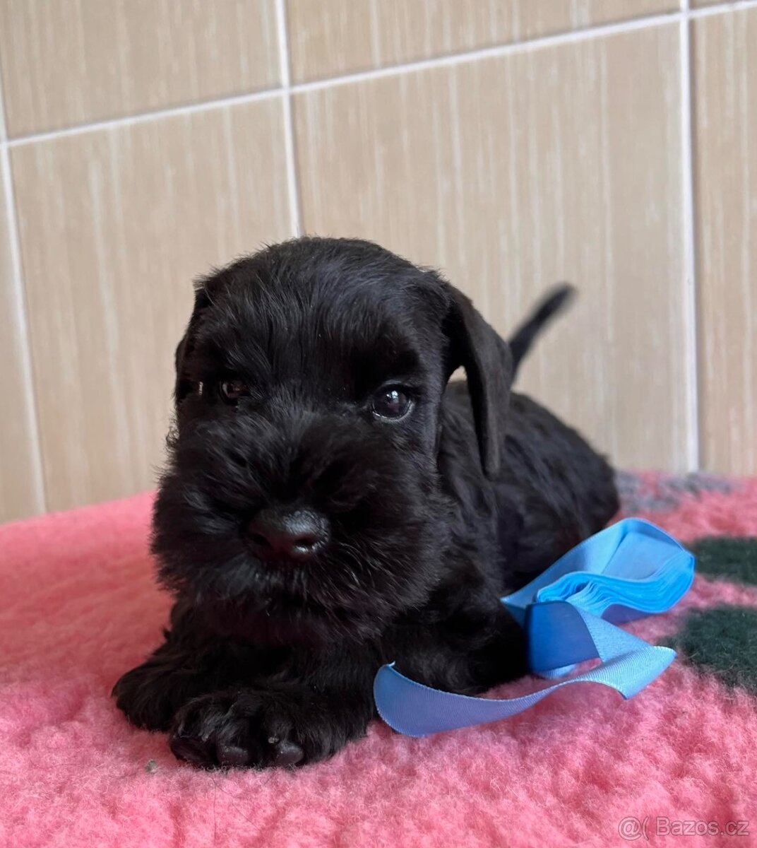 Knírač malý černý - 2