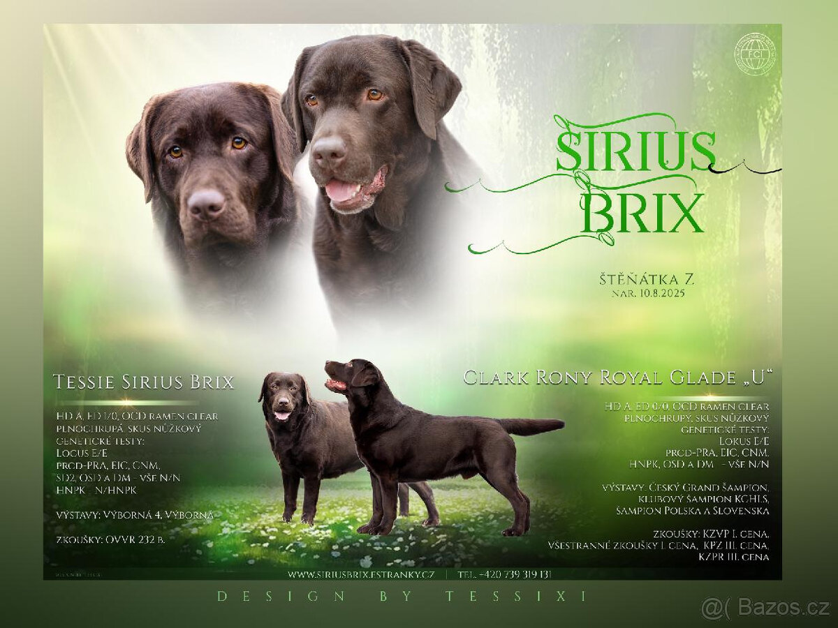 štěně - pejsek - labradorský retriever čokoládové barvy s PP - 2