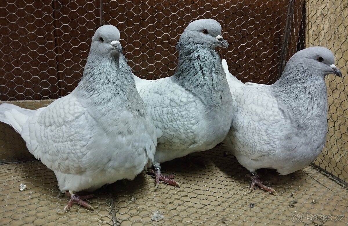 Holub Polský rys - 2