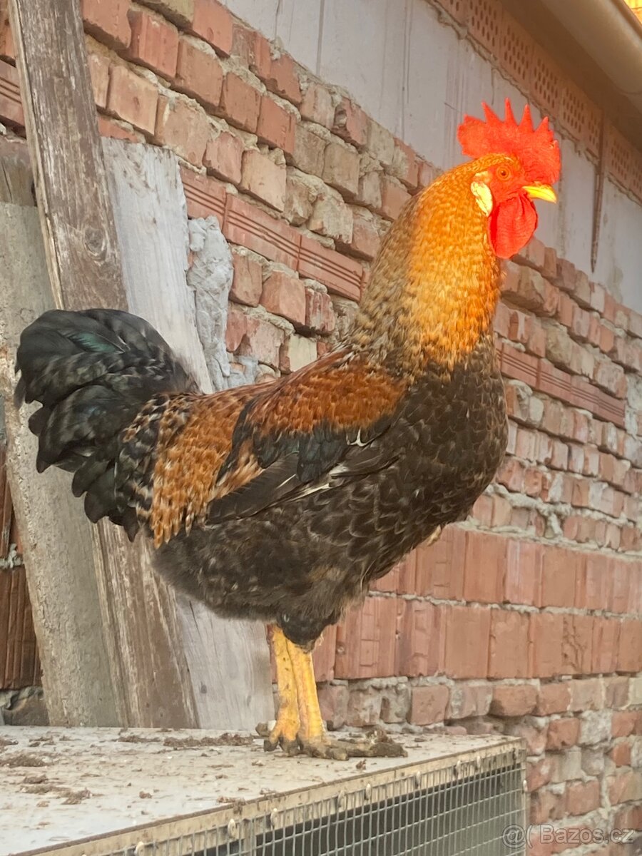 Prodám kohouta - 2