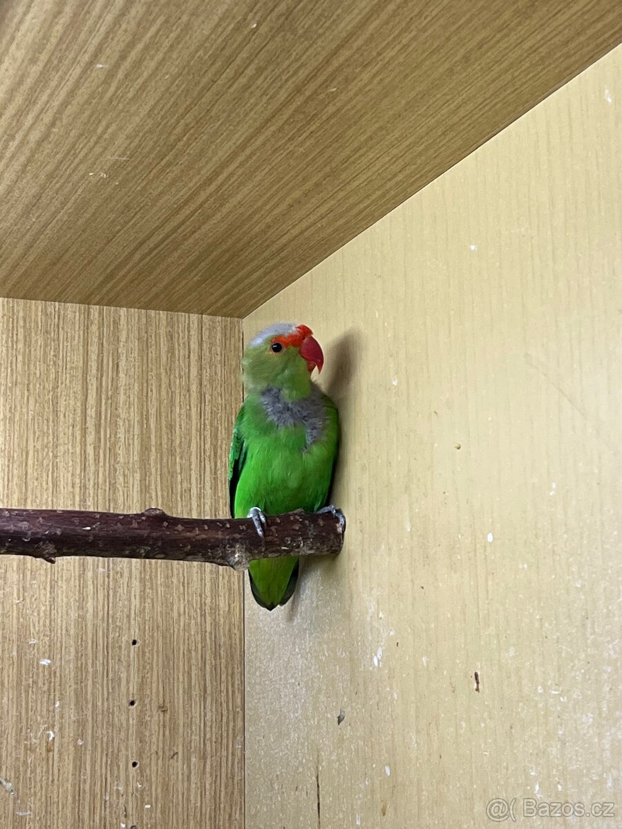 agapornis etiopský - 2