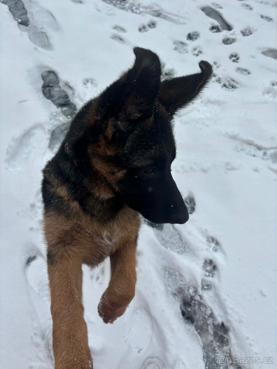 Německý ovčák s PP – špičkové štěně z výběrového chovu - 2