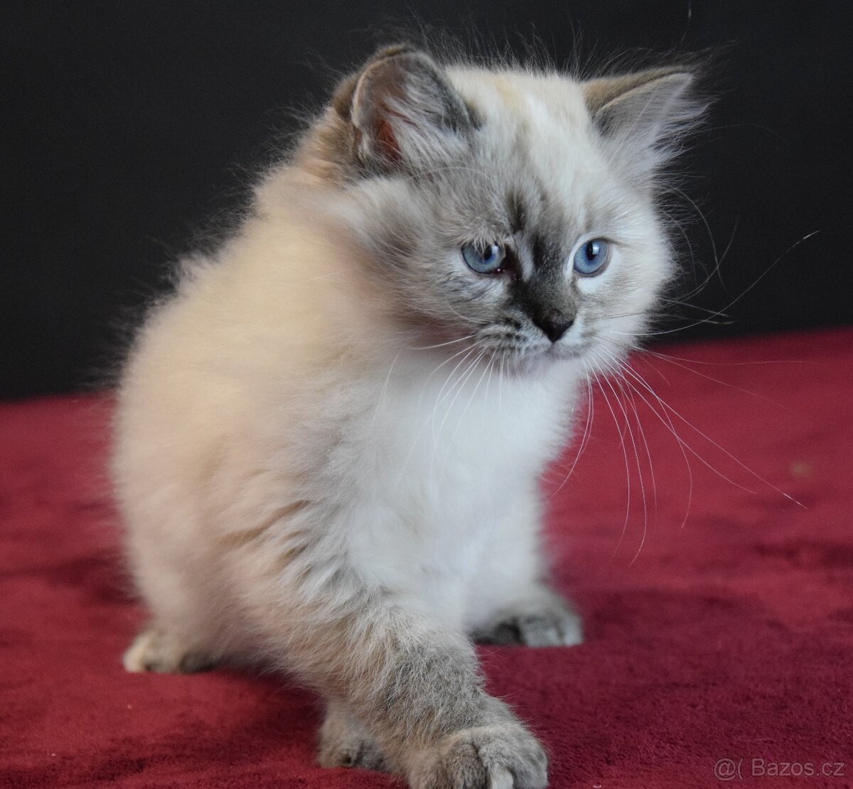 Sibiřské kotě s PP-Něvská maskarague - 2