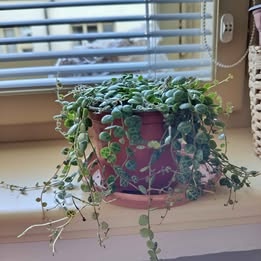 Peperomia prostata (Želvičky) - 2