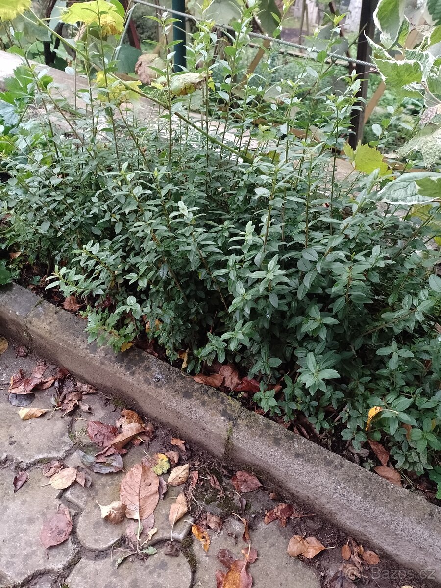 Růže,thuje,skalniky,vrbu,rybizy - 2