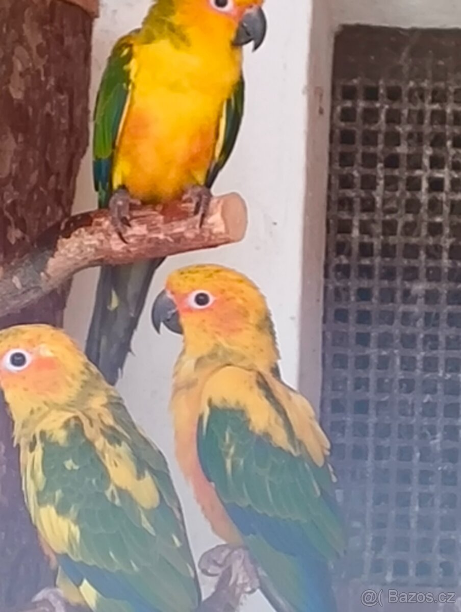 Prodám mláďata Aratinga sluneční - 2