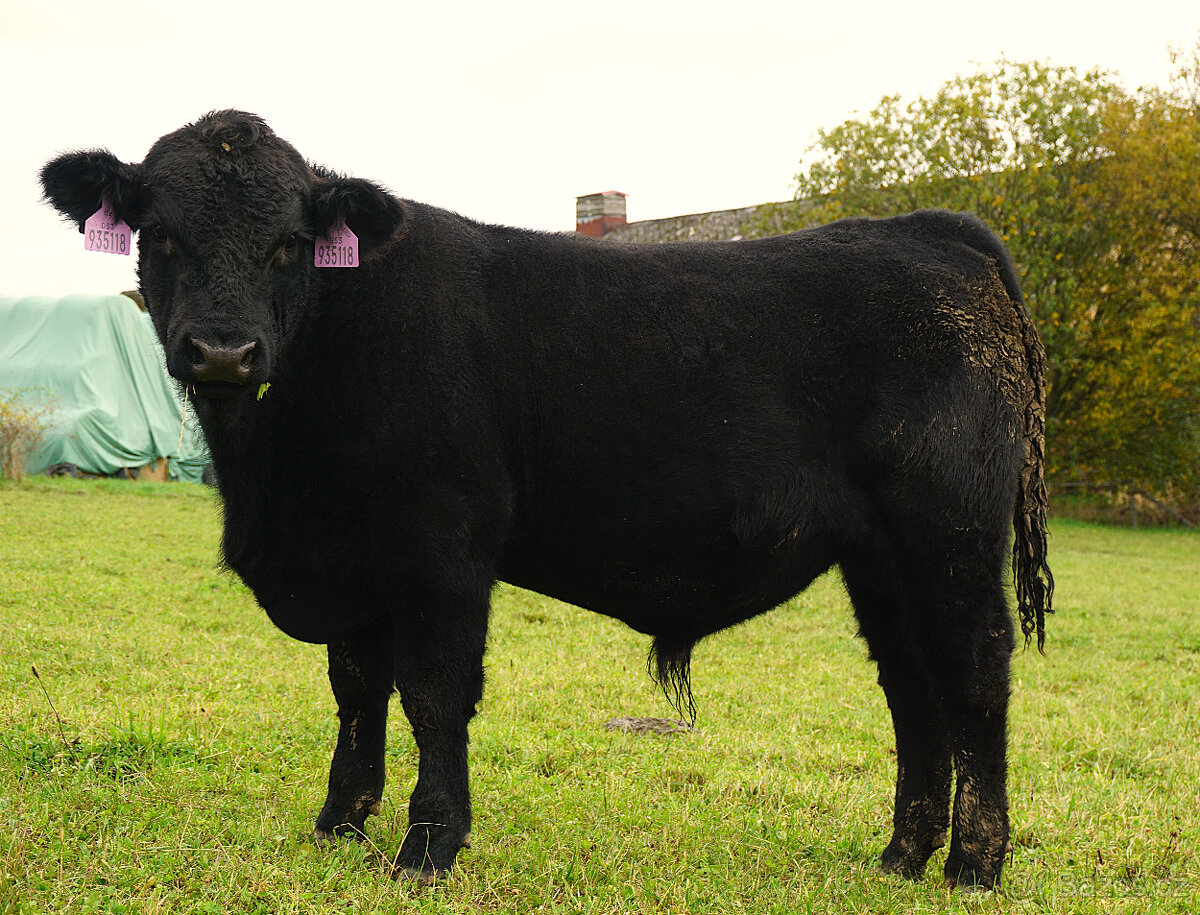 Prodáme plemenné býky AA - 2