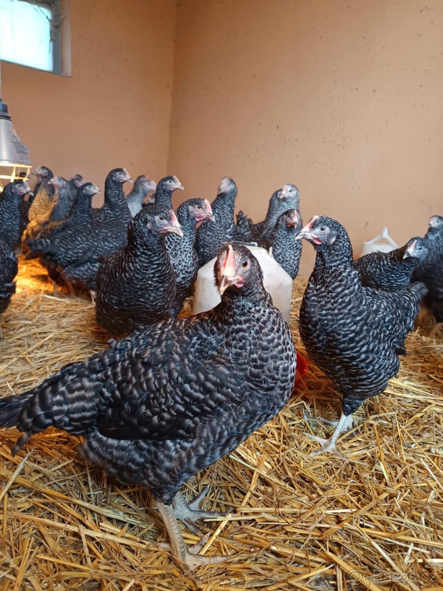 Kuricky pred snaskou - 2