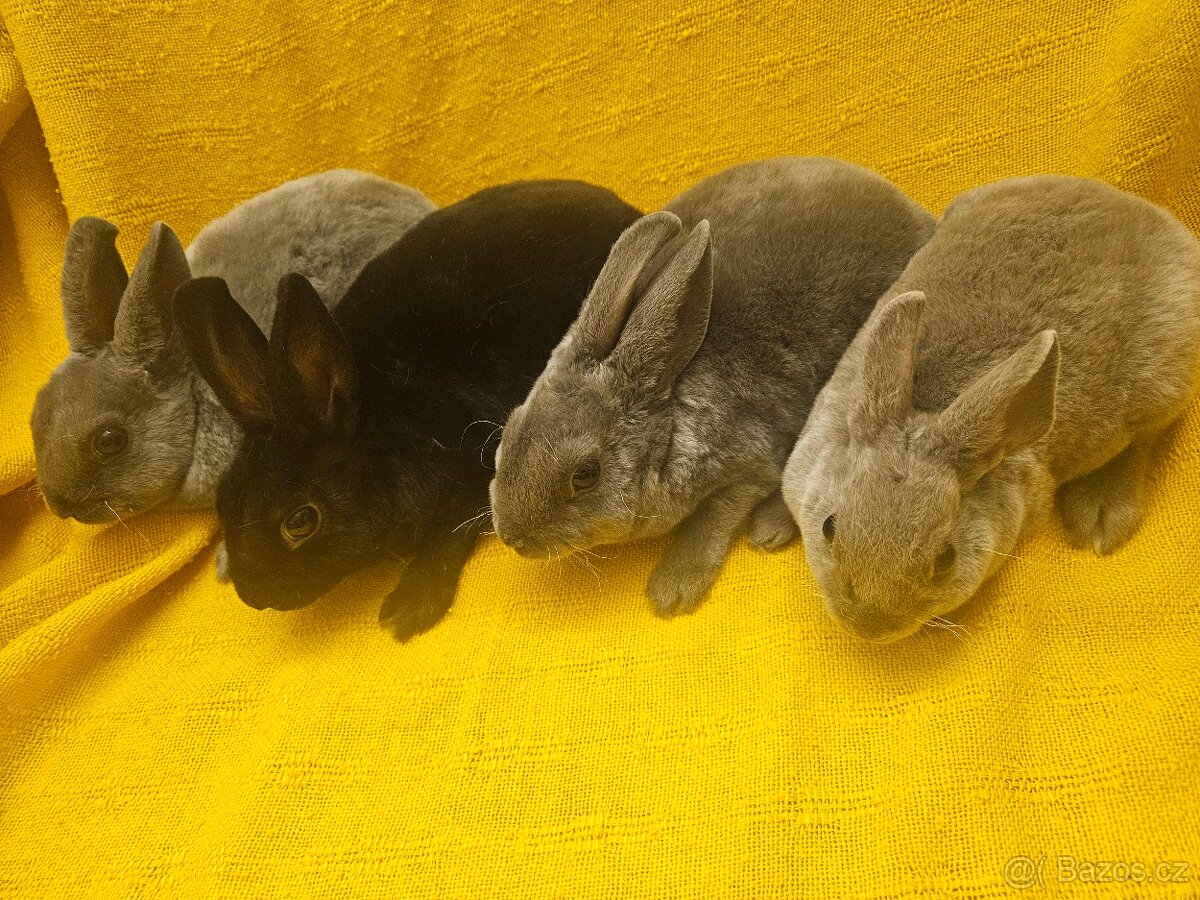 Zakrslý králíček - 2