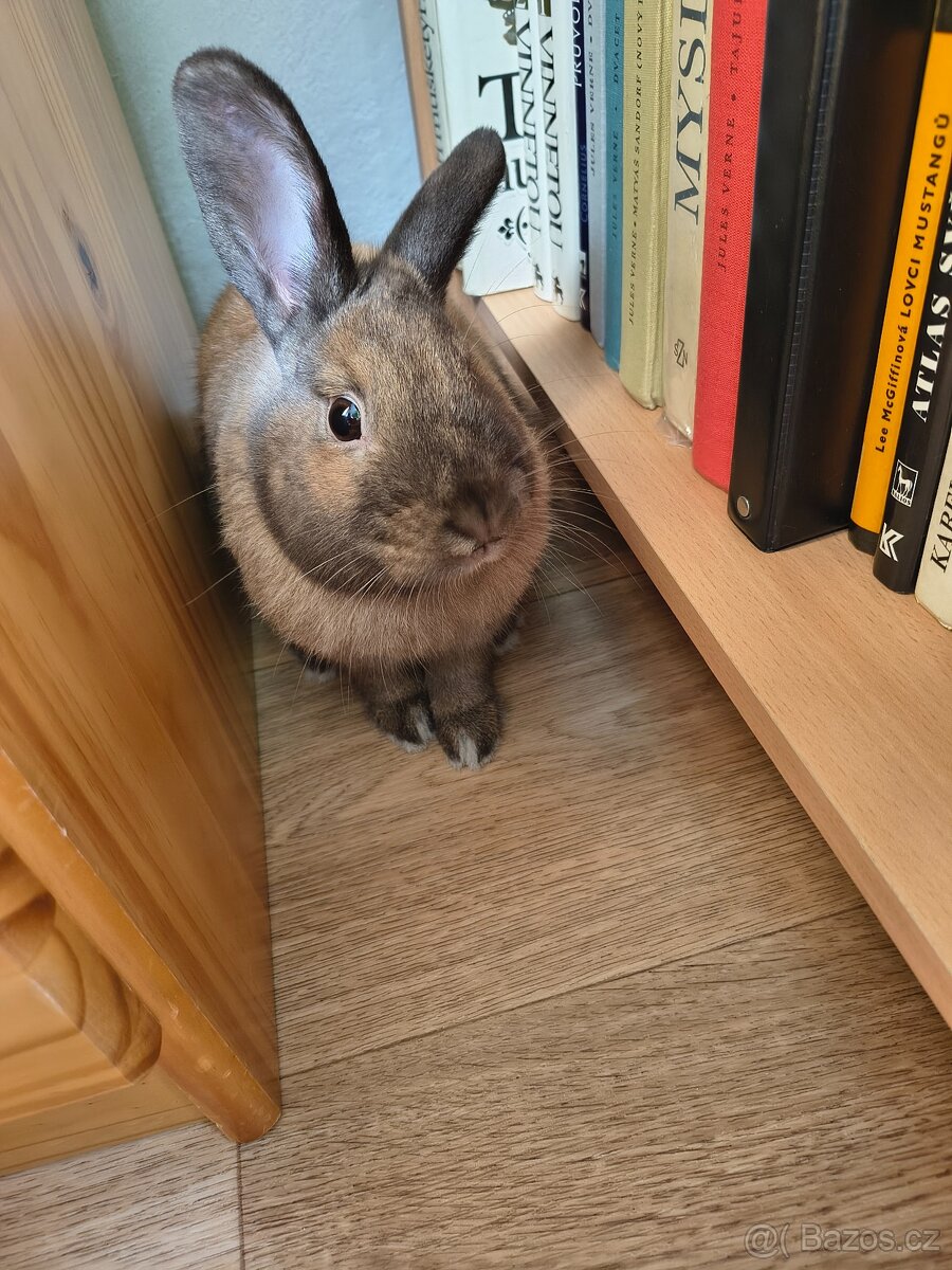 Králík - 2