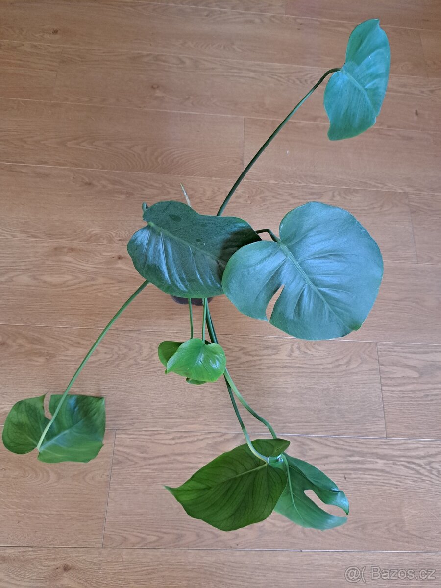 Monstera - 2