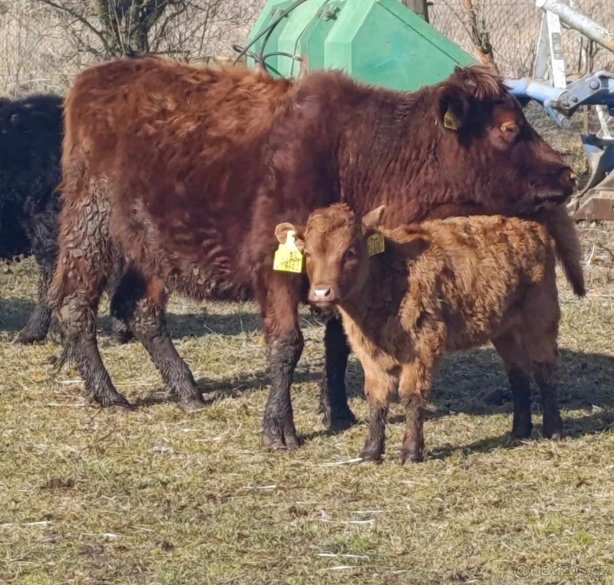 Kráva Dexter - 2