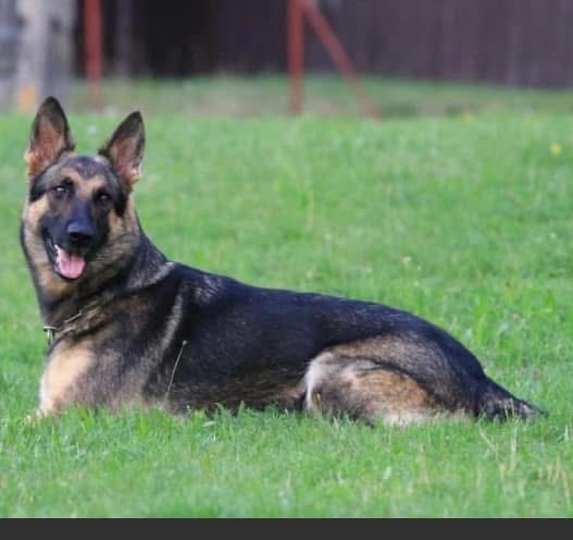 Německy ovčak -šťenátka - 2