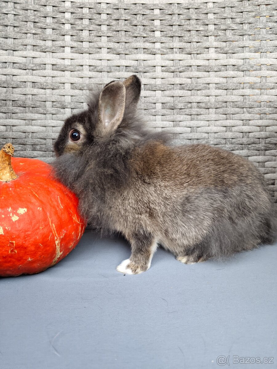 Zakrslý králíček, králík - lvíček, samička Toy - 2