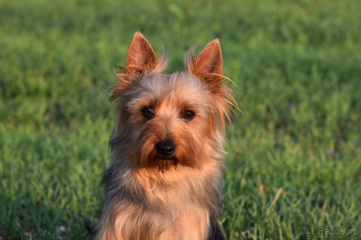 Australský silky teriér - 1,5 roku s PP - 2