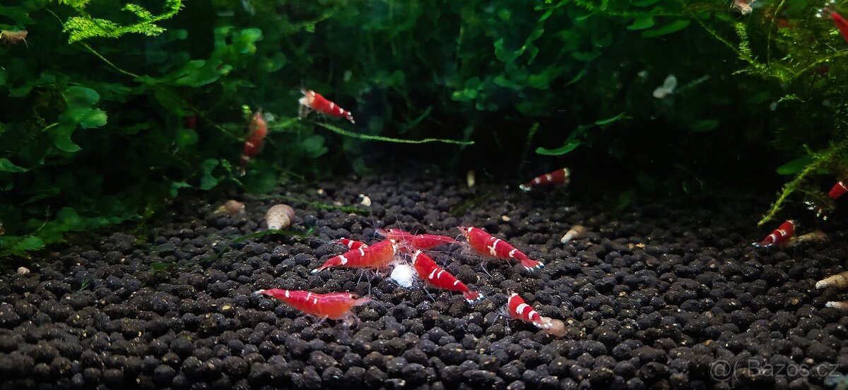 Krevetky Neocaridina a Caridina - 2