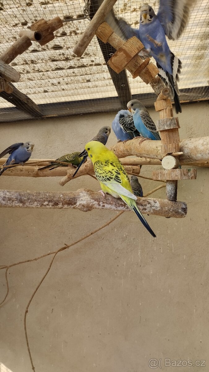 Andulka vlnkovaná - 2